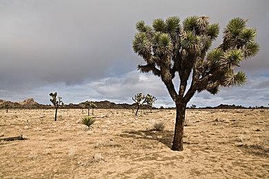 基努或出演亚马逊游戏剧集《秘密关卡》中《装甲核心》分集